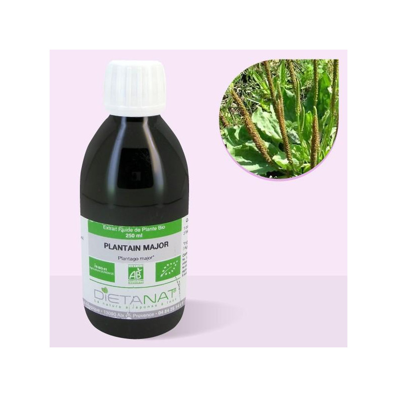 Plantain Major bio - 250ml Extrait de plantes fraiches bio